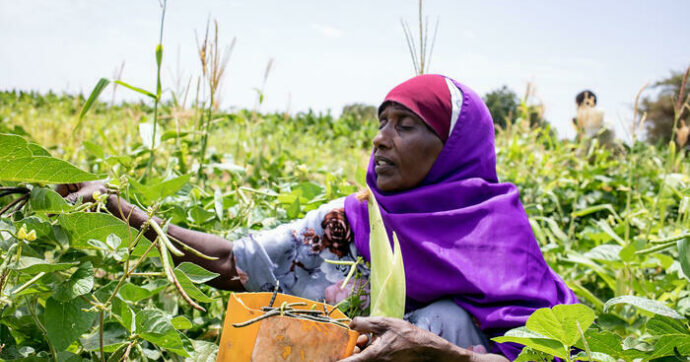 Global Agriculture and Food Security Program Provides New Funding for Countries to Strengthen the Resilience of Smallholder Farmers - World