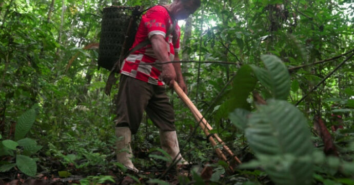 'Really hard' -- the life of an Amazon Brazil nut harvester