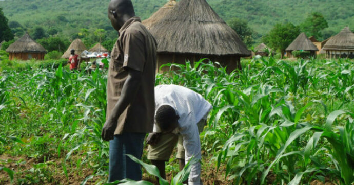 Kaduna: Famine looms as farmers flee farms for terrorists