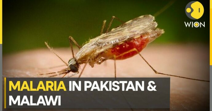 VIDEO: Malaria cases are surging in Pakistan and Malawi | Here's why | WION Climate Tracker