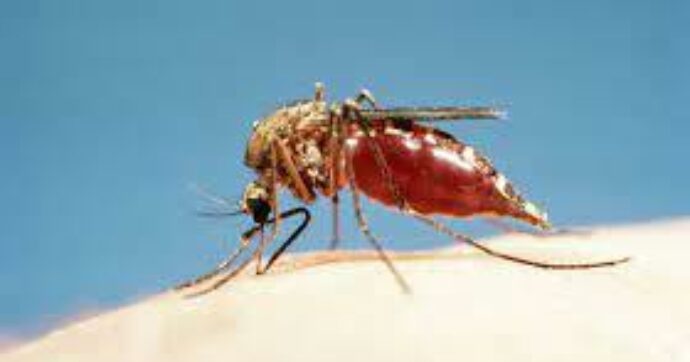 World Malaria Day: Can Nigeria eliminate enemy?