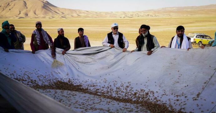 Locust outbreak in Afghanistan threatens wheat harvest