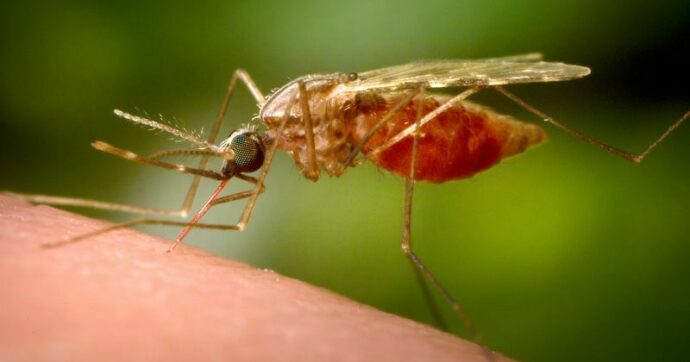 Kenya's hard won gains against malaria threatened by surging temperatures | CNN