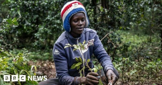 Kenyans get tree-planting holiday to plant 100 million seedlings