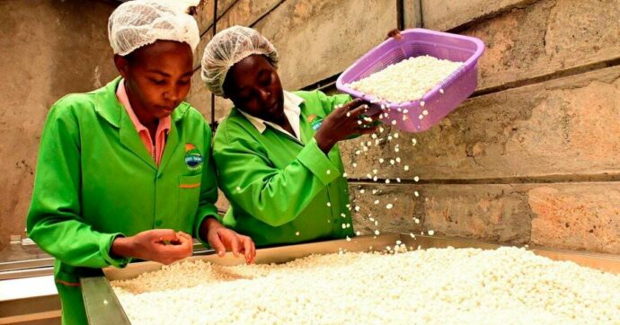 Zambia bans maize exports over dry spell